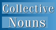 Collective Nouns Video