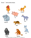 Identify Wild Animals - animals - Preschool
